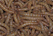 Yellow Mealworm - larvae of Yellow Mealworm Beetle