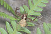 The crab spider Xysticus lanio