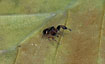 Photo ofGolden Jumping Spider (Bianor aurocinctus). Photographer: 