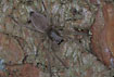 The furry Sac spider Clubiona pallidula
