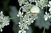 Female Flower Spider in ambush in flowers