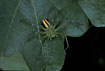 Male Green Huntsman Spider