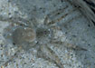 Foto af Sandgraveedderkop  (Arctosa cinerea). Fotograf: 