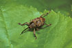 Photo ofNut weevil (Curculio nucum). Photographer: 