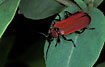 Foto af Sorthovedet Kardinalbille (Pyrochroa coccinea). Fotograf: 