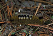 Unidentified hairy caterpillar