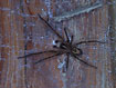 Male Amaurobius similis approaching the females web