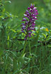 Photo ofMilitary Orchid (Orchis militaris). Photographer: 