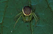 Female Green Crab Spider