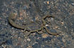 The dangerous scorpion Buthus occitanus