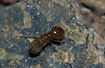 Unidentified termite