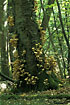Photo ofHoney Mushroom (Armillaria sp.). Photographer: 