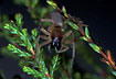 The rare sac spider Clubiona norvegica