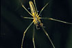 Photo ofCommon Stretch Spider (Tetragnatha extensa). Photographer: 