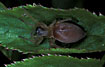 The common sac spider Clubiona stagnatilis