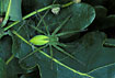 Female Green Huntsman Spider