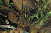 Photo of (Hygrolycosa rubrofasciata ). Photographer: 
