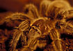 Photo ofCommon Chilean  Tarantula (Grammostola spatulata). Photographer: 