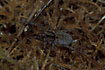 The wolf spider Trochosa spinipalpis