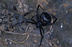 Female black widow under a rock