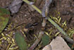 The wolf spider Pardosa palustris with eggs
