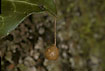 Egg sac of the Common Pirate Spider