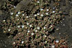 The pretty Mesembryanthemum crystalinum