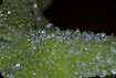 "blisters" on the leaf surface of Mesembryanthemum crystalinum