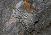 Photo ofPuss Moth  (Phalaena vinula ). Photographer: 