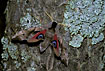 Photo ofEyed Hawk-moth (Smerinthus ocellata). Photographer: 