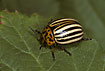 Photo ofColorado potato beetle (Leptinotarsa decemlineata). Photographer: 