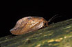 The brown lacewing Drepanepteryx phalaenoides