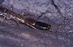 Snakefly-larvae(Neuroptera: Rhaphidioidea/Rhaphidioptera)