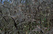 Blackthorn infested with ermine moths