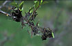 Caterpillars of an Ermine moth