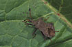Squash bug on a leaf