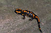 Foto af Ildsalamander (Salamandra salamandra). Fotograf: 
