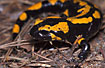 Foto af Ildsalamander (Salamandra salamandra). Fotograf: 
