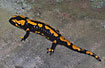 Fire salamander, female