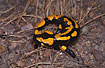 Photo ofFire Salamander (Salamandra salamandra). Photographer: 