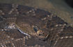 Photo ofPygmy rattlesnake (Sistrurus ravus). Photographer: 