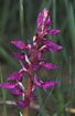 Close up of an Early-purple Orchid
