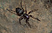 The ant-micing spider Micaria fulgens