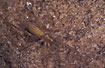 Photo of (Agraecina striata). Photographer: 