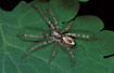 Photo ofBuzzing spider (Anyphaena acentuata). Photographer: 