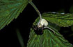 Misumena vatia with a beetle