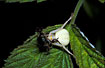 Misumena vatia with a beetle