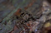 Female jumping spider Evarcha flammata