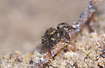 The small jumping spider Euophrys erratica