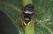 Photo of (Heliophanus cupreus). Photographer: 